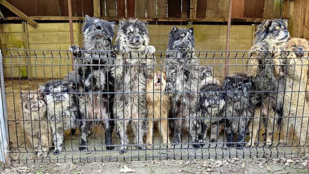 Hondenfokker in Apeldoorn