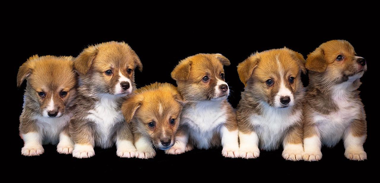 Puppy in Apeldoorn
