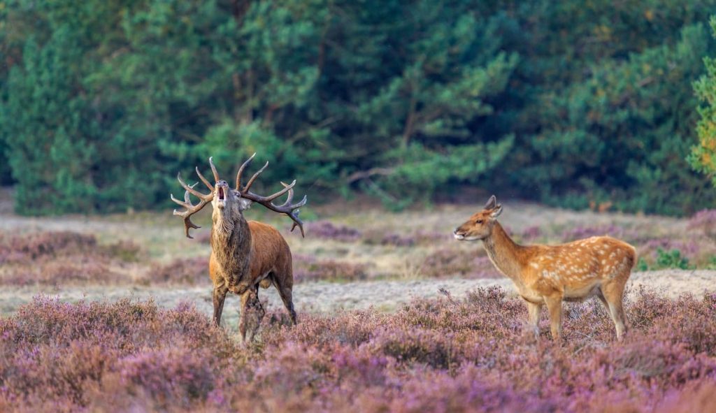 Nationaal Park De Hoge Veluwe-5 in Apeldoorn